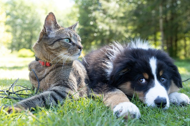 Chat ou chien : comment choisir le compagnon idéal ?