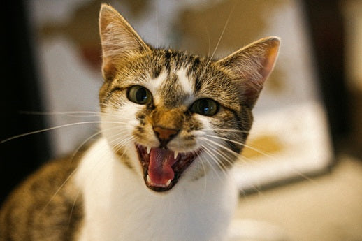 Pourquoi mon chat miaule ?
