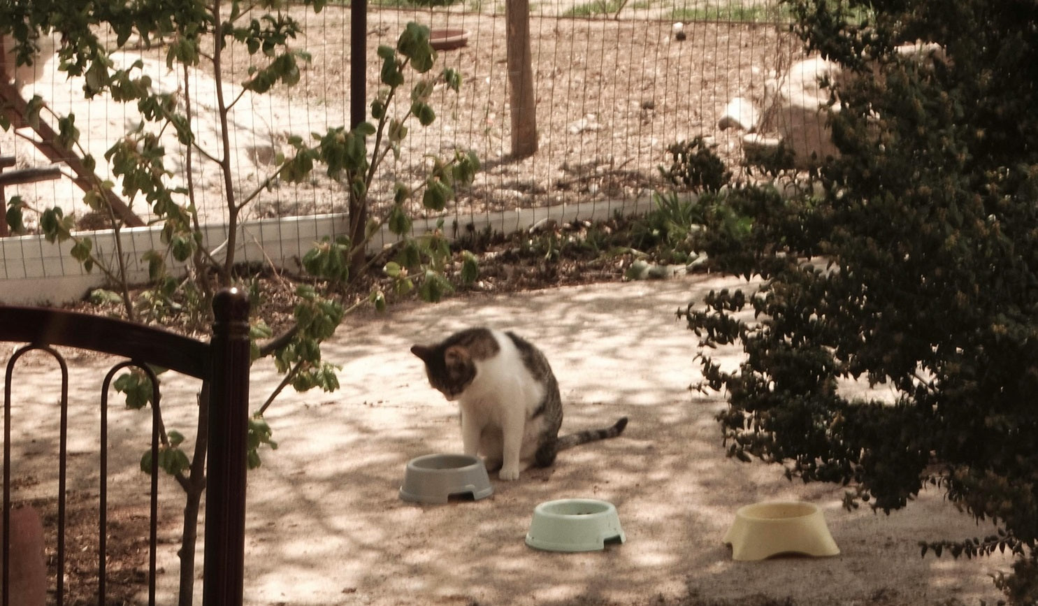 Comment choisir des croquettes pour chien ou chat ?