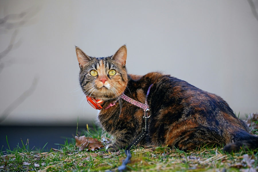 Comment habituer son chat au harnais ? Le guide pratique