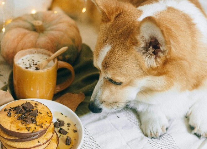 Que faire si mon chien a mangé du chocolat ?