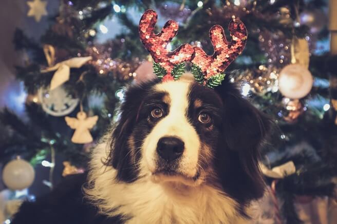 Comment protéger son chien à Noël