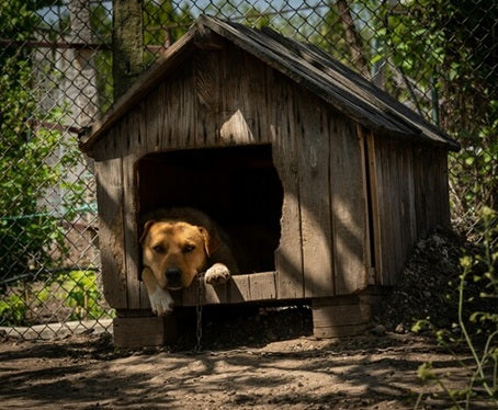 Quel chien peut rester seul ?