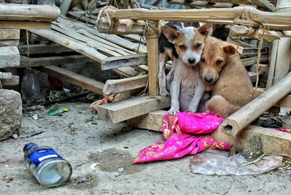 Que faire si vous trouvez un chien ?