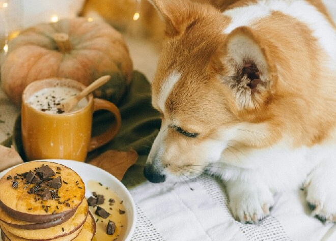 Que faire si mon chien a mangé du chocolat ?