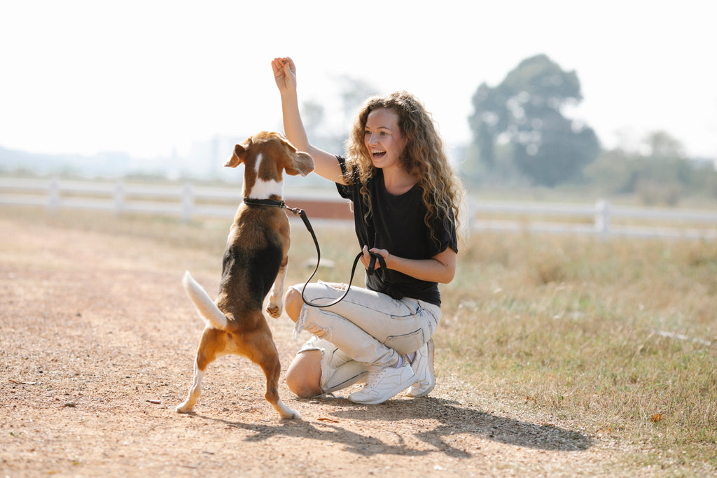 Les secrets d’une promenade réussie avec votre chien